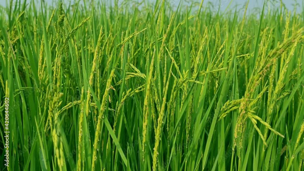 green rice field fresh in countryside green rice field fresh in countryside