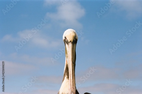 Portrait of a pelican at the beach