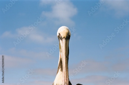 Portrait of a pelican at the beach photo