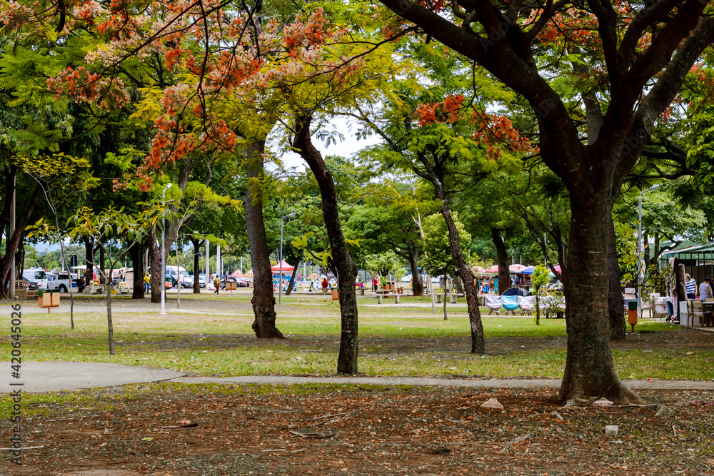 Naklejka premium autumn in the park