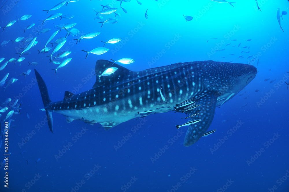 Obraz premium A whale shark that swims leisurely.