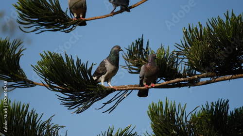 pigeon