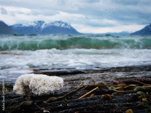 Piece of polystyrene trash flotsam rubbish on arctic sea shore photo