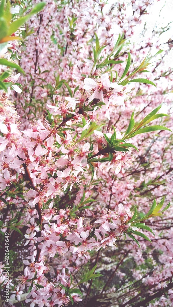 pink blossom of the almond tree in the garden pink blossom of the almond tree in the garden