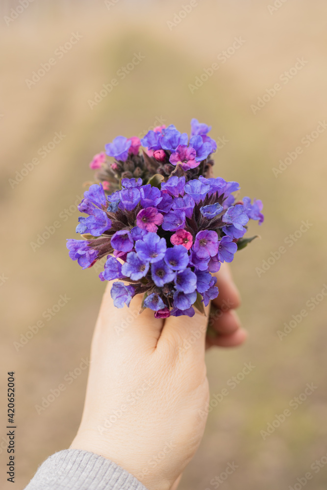 Cute bouquet of primroses in a woman hand in a gray cardigan. The first flowers in the forest. The beginning of spring Cute bouquet of primroses in a woman hand in a gray cardigan. The first flowers in the forest. The beginning of spring
