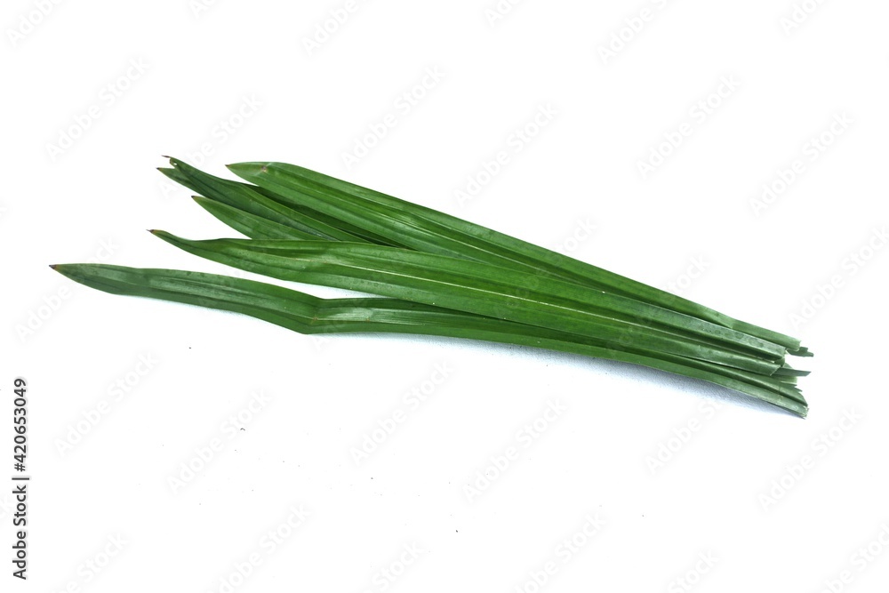 pandan leaves on white background pandan leaves on white background