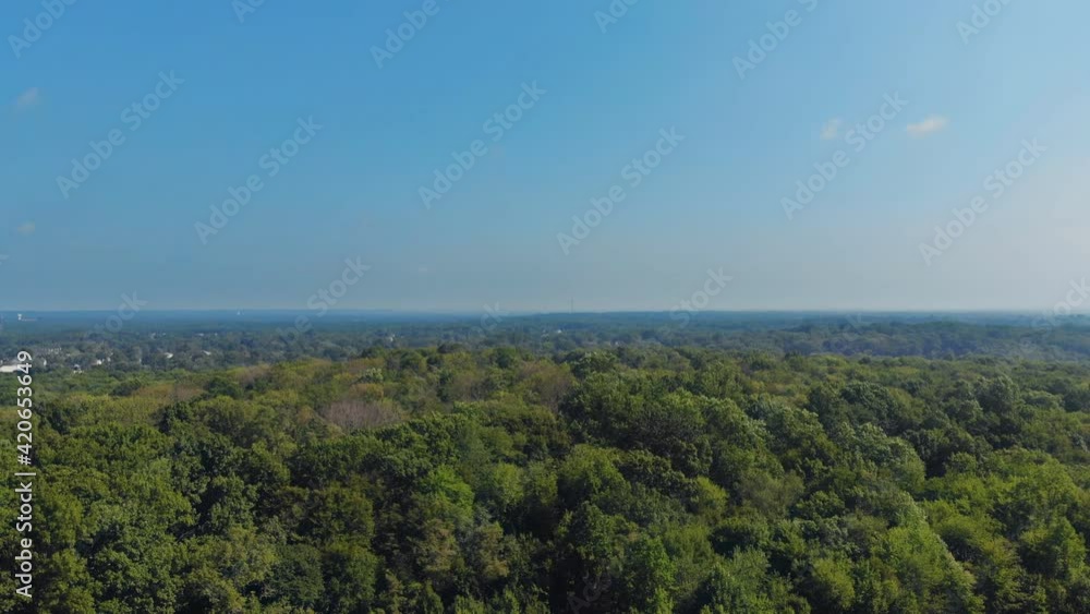 Tree branches with no leaves in the height of a expanses of deciduous trees forest Tree branches with no leaves in the height of a expanses of deciduous trees forest