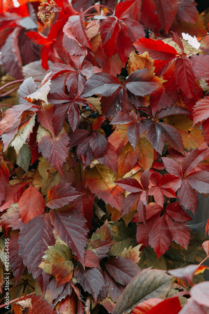 autumn leaves background autumn leaves background