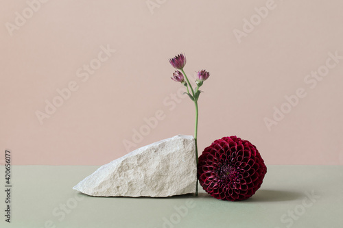 Still life with dahlia photo