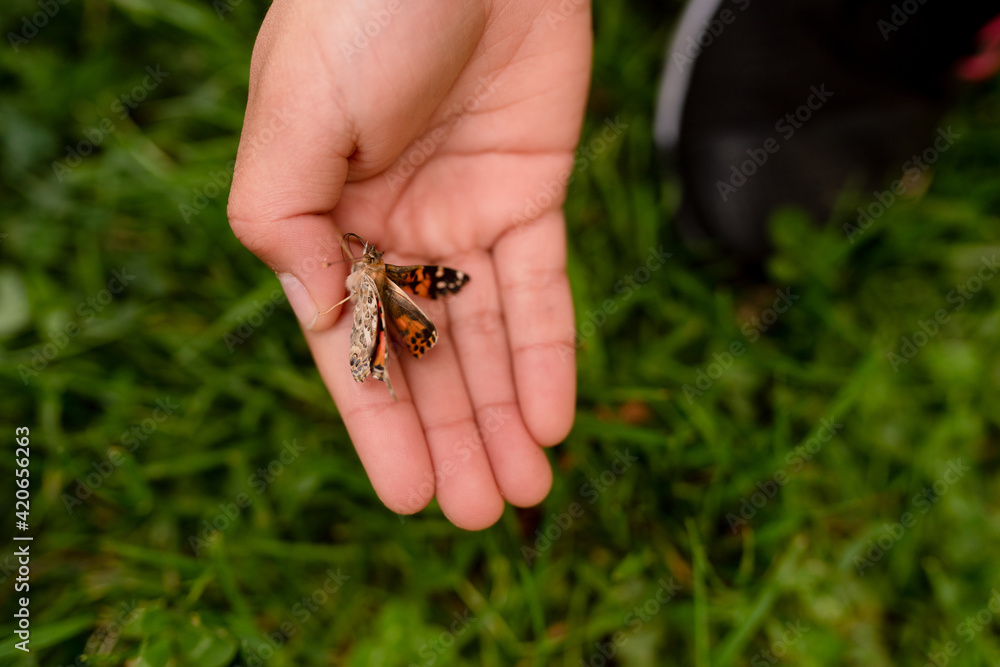 Child holds butterfly with damaged wings Child holds butterfly with damaged wings