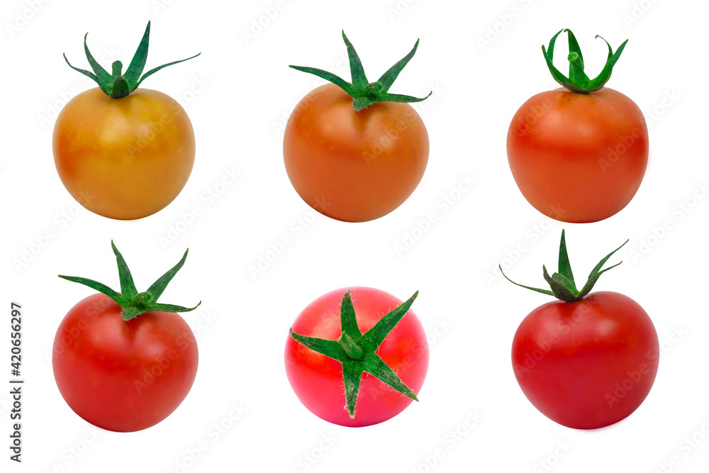 Tomato set. Color gradient tomato on white background. Tomato set. Color gradient tomato on white background.