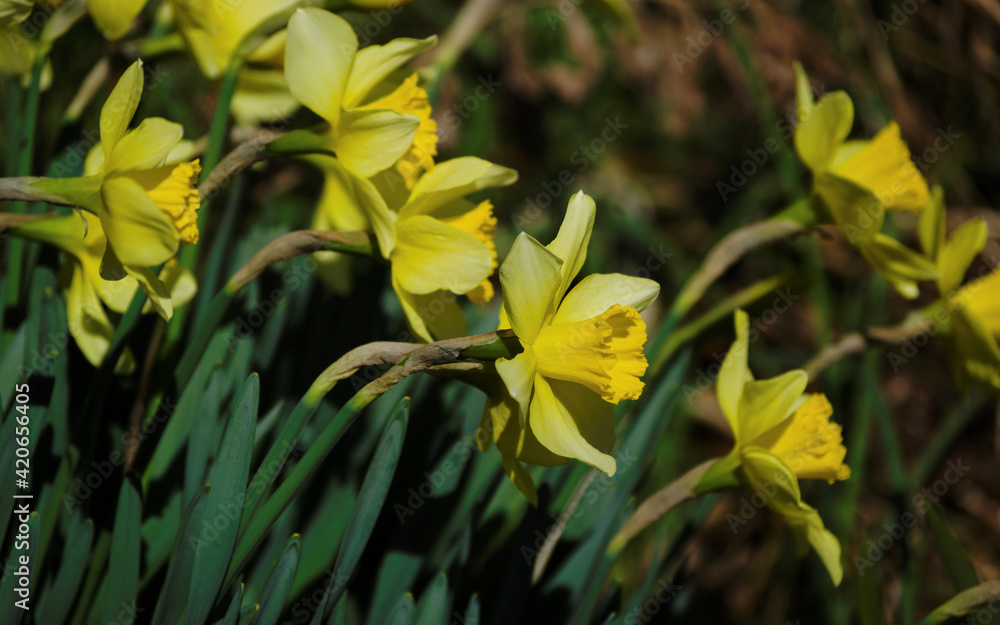 Obraz premium yellow flowers in the garden
