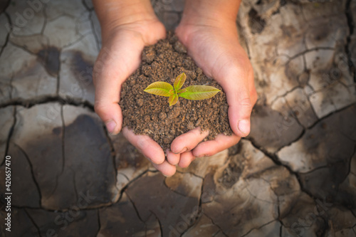 Two hands holding a little green tree plant with soil on the background of dry and cracked soil, plant a tree, reduce global warming, The spring, World Environment Day, eco earth day