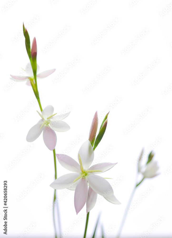 白とピンクの花・ヘスペランサ03