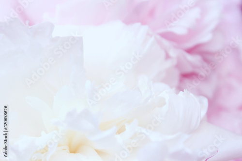 pastel white and pink peony flowers background