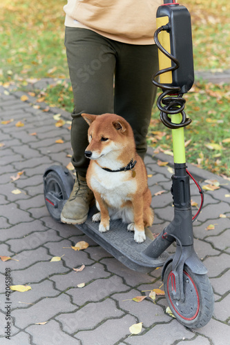 Dog sitting on e-scooter photo
