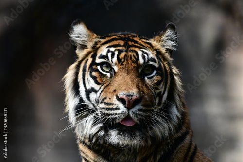 タイガーの顔 © 弘高 鈴木