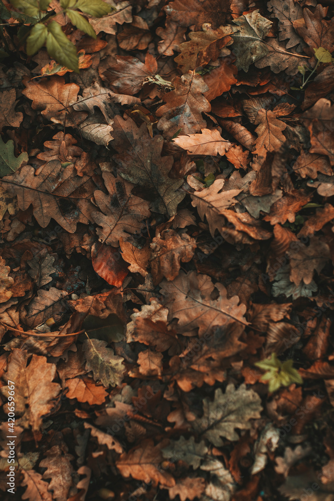 Bunch Of Colorful Leaves From Above Bunch Of Colorful Leaves From Above
