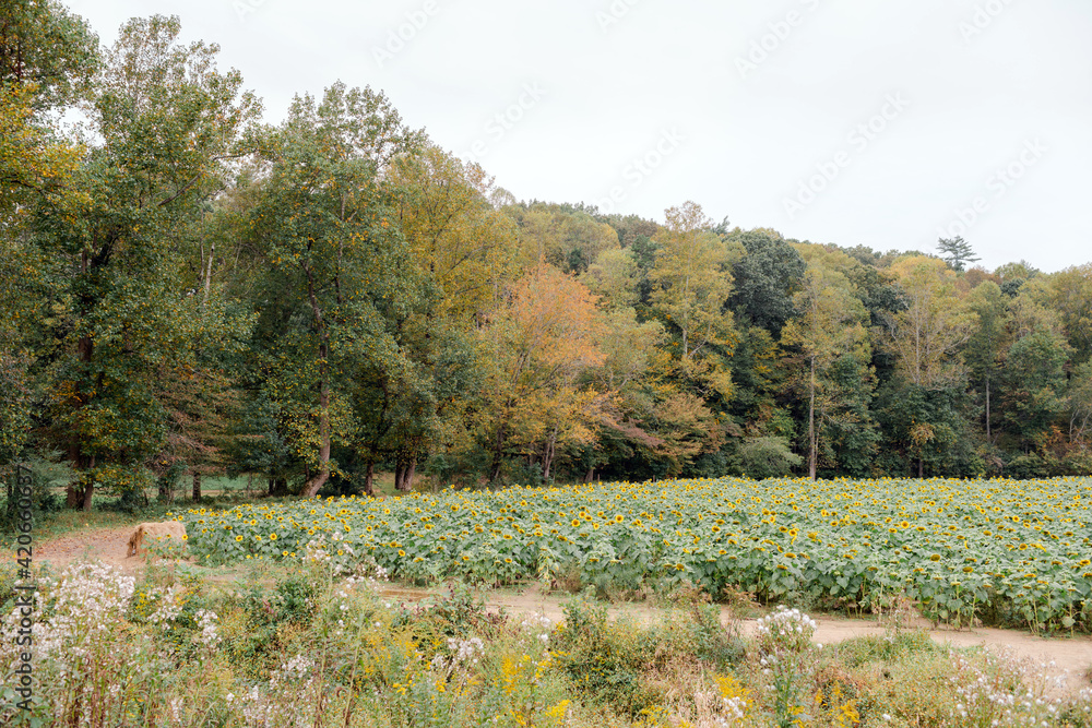 Sunflower field in the fall Sunflower field in the fall