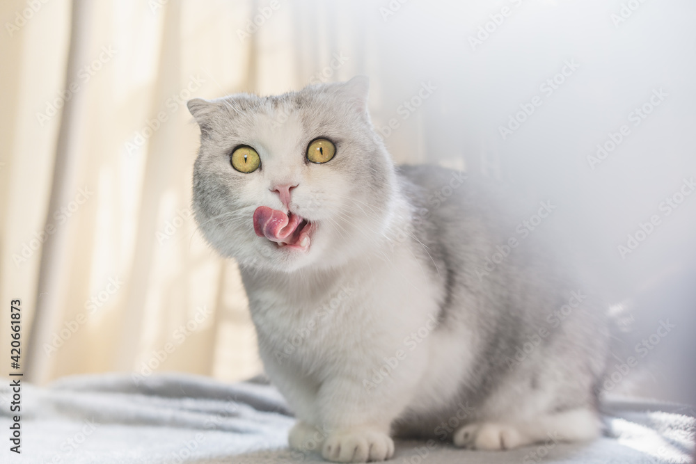 Obraz premium Cute short-legged cat standing on a table is licking lips