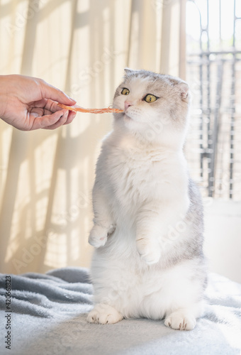 Canvastavla A hand holding a dried squids to feed the cat