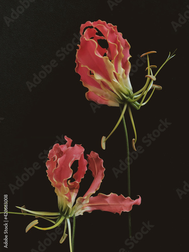 Closeup pink lilis buds photo