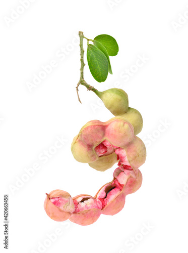Manila tamarind (Pithecellobium dulce) pods with leaf  isolated on white background. Clipping path. photo