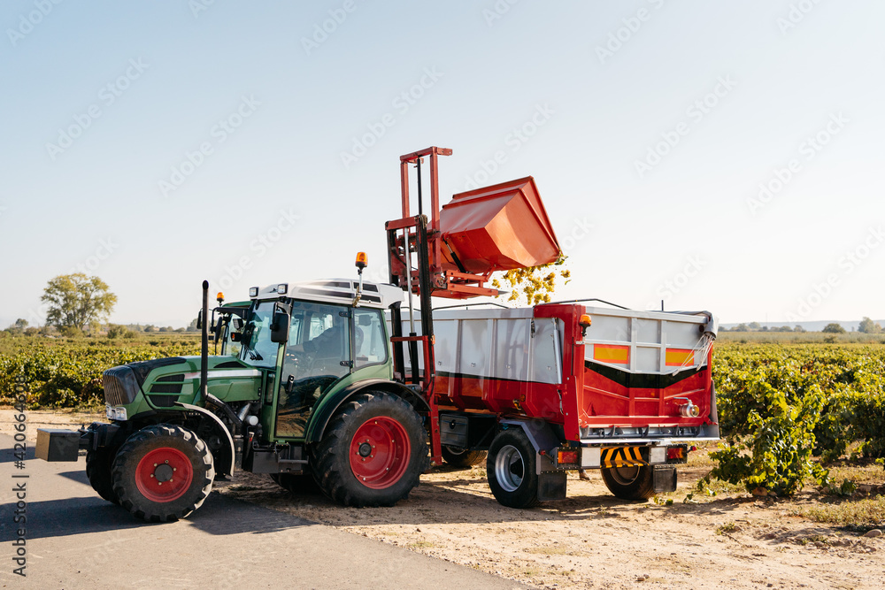 tractor pouring white grapes to a trailer during grape harvesting tractor pouring white grapes to a trailer during grape harvesting