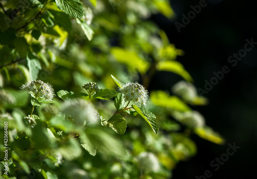 Beautiful white flowering shrub Spirea aguta Brides wreath photo