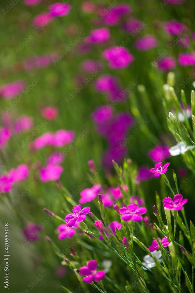 Pink carnation flowers. Close-up blooming carnation glory flower. Ground cover carnation plant for alpine hills in garden as carnation background Pink carnation flowers. Close-up blooming carnation glory flower. Ground cover carnation plant for alpine hills in garden as carnation background