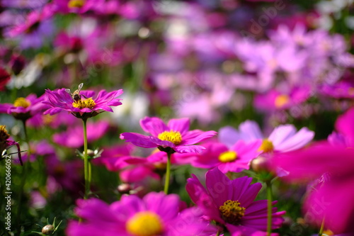 Beautiful nature Pinks flower  in nature garden.