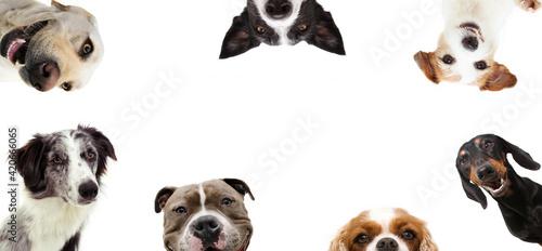 set of curious dogs in a row frame. Isolated on white background.