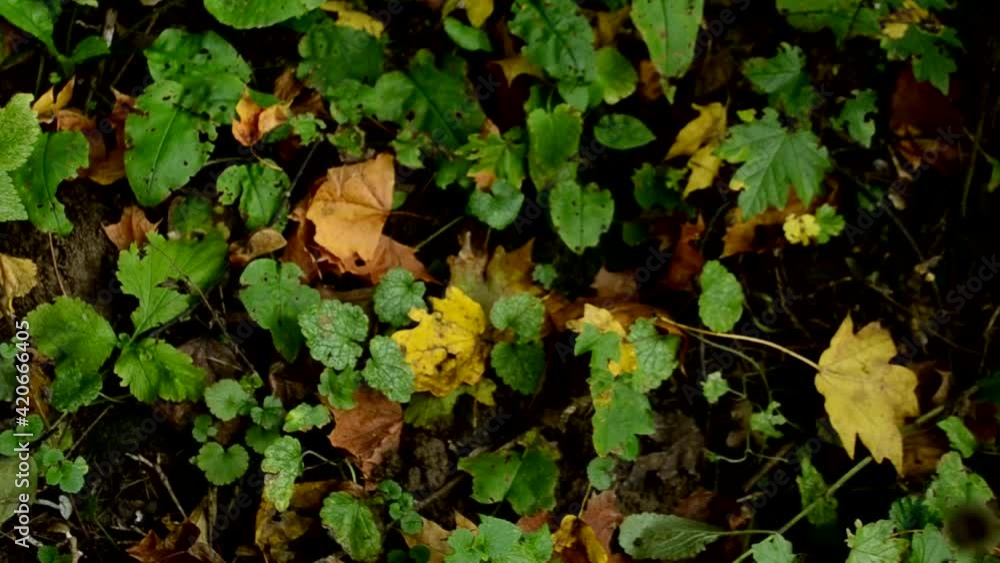 Garbage in the forest on fallen leaves. Environmental pollution. Purity of nature. Plastic bottles discarded in the forest. Garbage in the forest on fallen leaves. Environmental pollution. Purity of nature. Plastic bottles discarded in the forest.