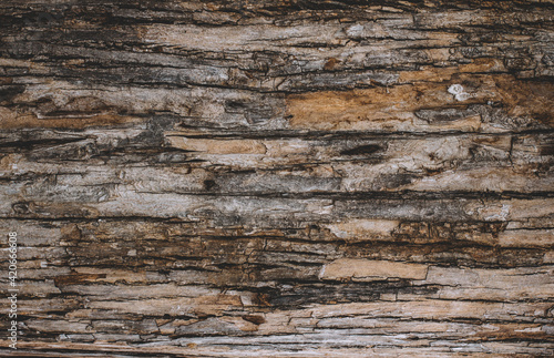 Old Wood Tree bark Texture Background Pattern