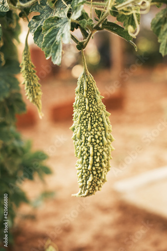 Ripe unpeeled bitter gourd