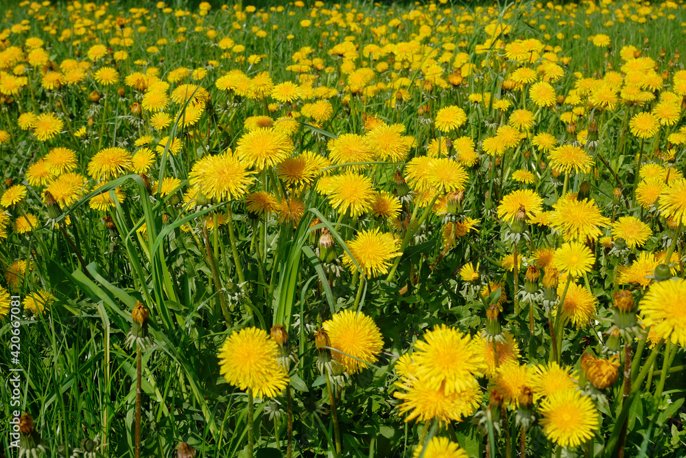 Fototapeta premium Lots of flowering dandelion in spring sunny day