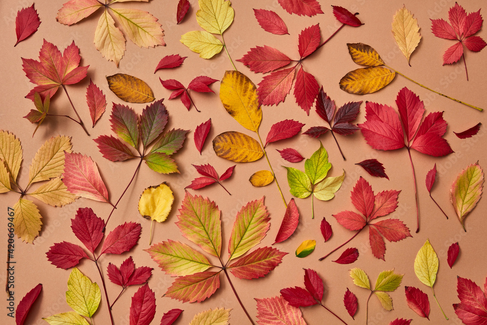 Holiday autumn colorful leaves background. Holiday autumn colorful leaves background.