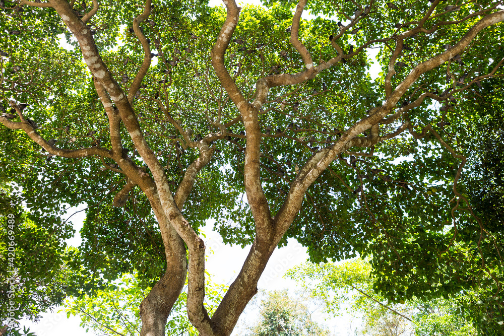 Tree canopy with pigeons living on the tree, environmental and animal, nature concept background, summer outdoor day light Tree canopy with pigeons living on the tree, environmental and animal, nature concept background, summer outdoor day light