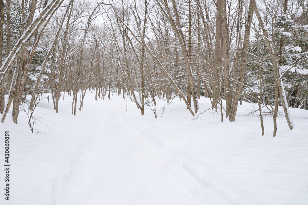 Obraz premium 奥日光クロスカントリーコース