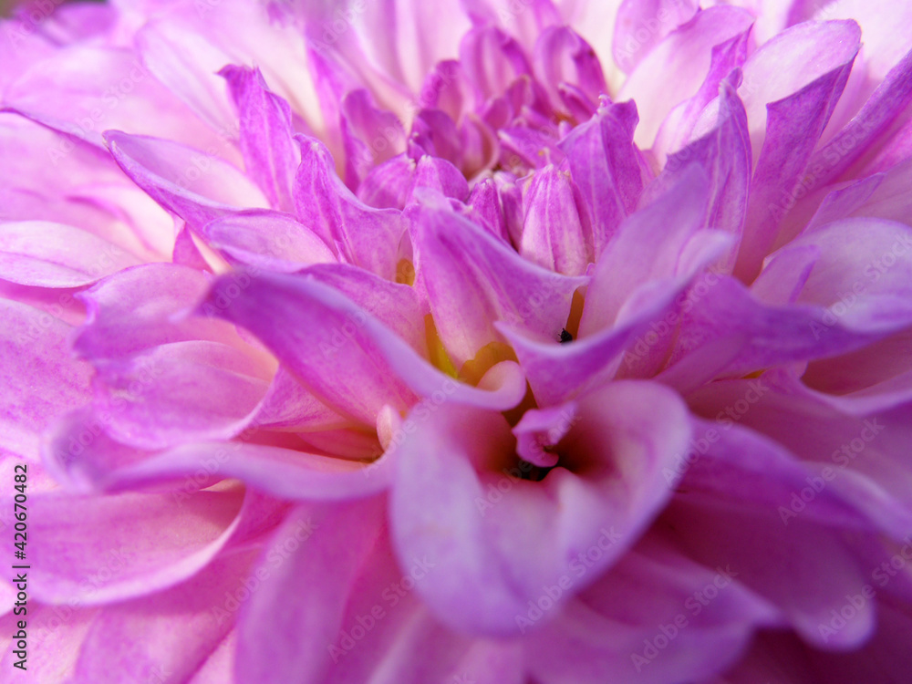 Pink dahlia flower. Floral background. Macro. Bloom.