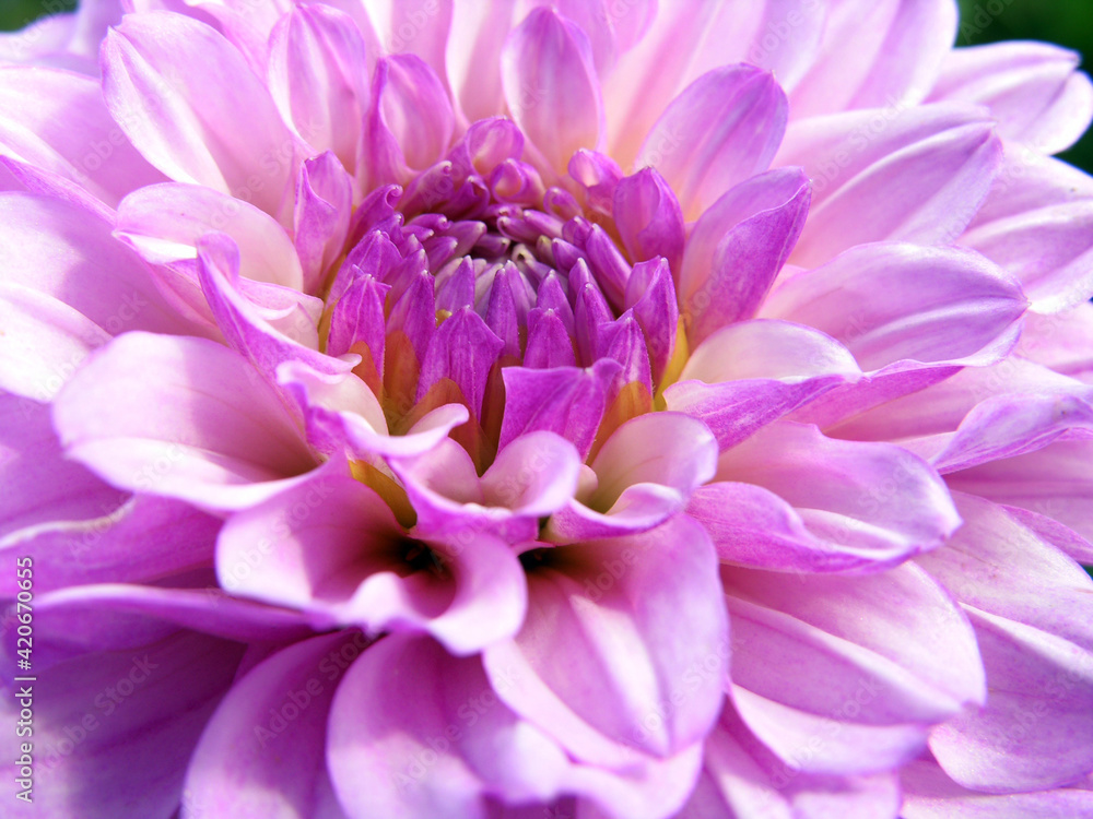 Pink dahlia flower. Floral background. Macro. Pink dahlia flower. Floral background. Macro.