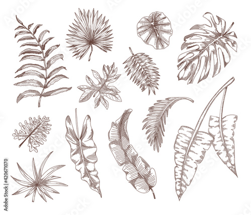 Tropic plant leaves sketch set. Palm, monstera exotic flora vector illustration. Hand drawn summer nature elements collection. Jungle foliage concept