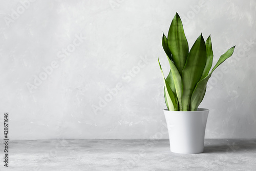 Sansevieria plant in a modern flower pot on a gray background. Home plant Sansevieria trifa photo