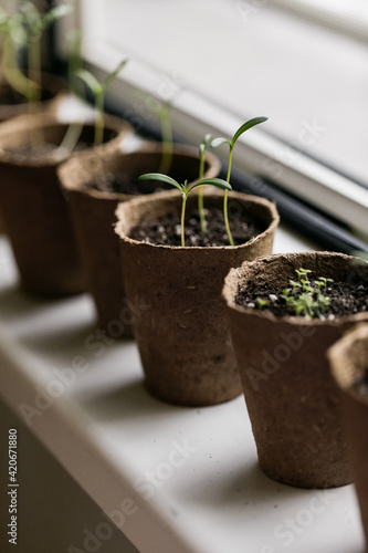 Peat pots filled with topsoil with fresh new seedlings in them photo