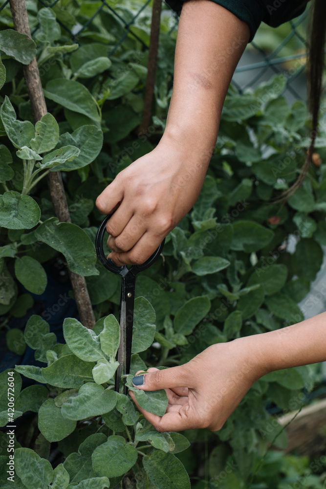 Anonymous Woman Harvesting Wine Leaves And Herbs For Handmade Dolmadakia Anonymous Woman Harvesting Wine Leaves And Herbs For Handmade Dolmadakia