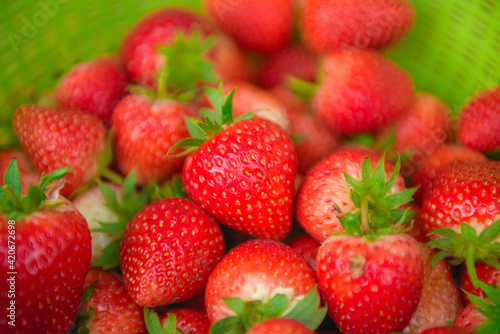 The strawberries red fruit organics brilliant  sweet  sour  and delicious. It can grow into a closed or outdoor farm beautiful garden.