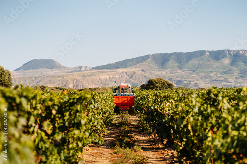 Back view of a tractor carrying grapes during grape harvesting photo