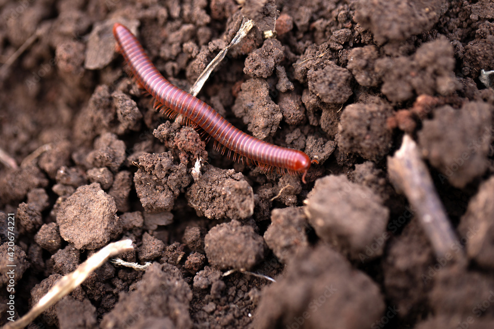 small millipede moving on the ground. small millipede moving on the ground.