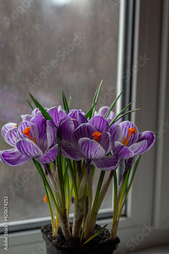 crocuses in a vase