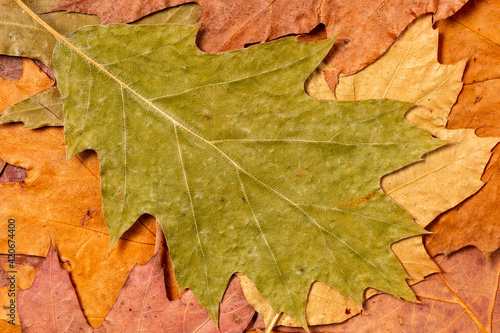 Dry autumn leaves, pastel colors